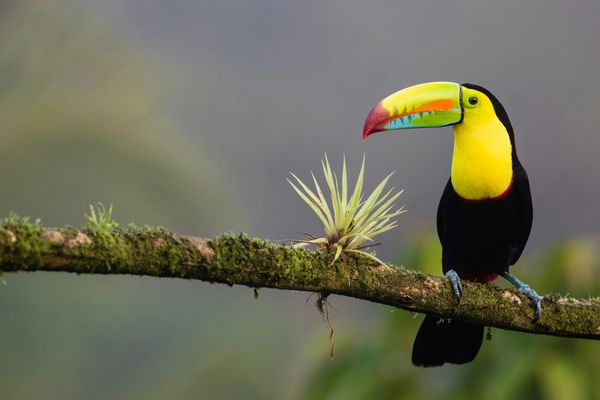 Costa Rica, Costa Rica