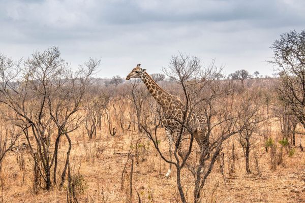 Kruger National Park, South Africa