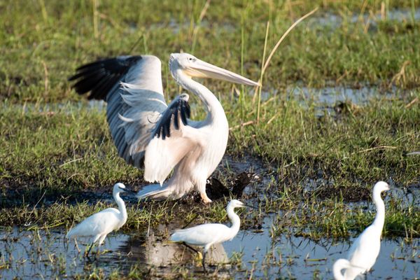 Okavango Delta, Botswana