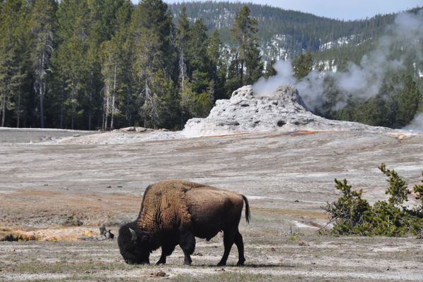Yellowstone National Park, United States