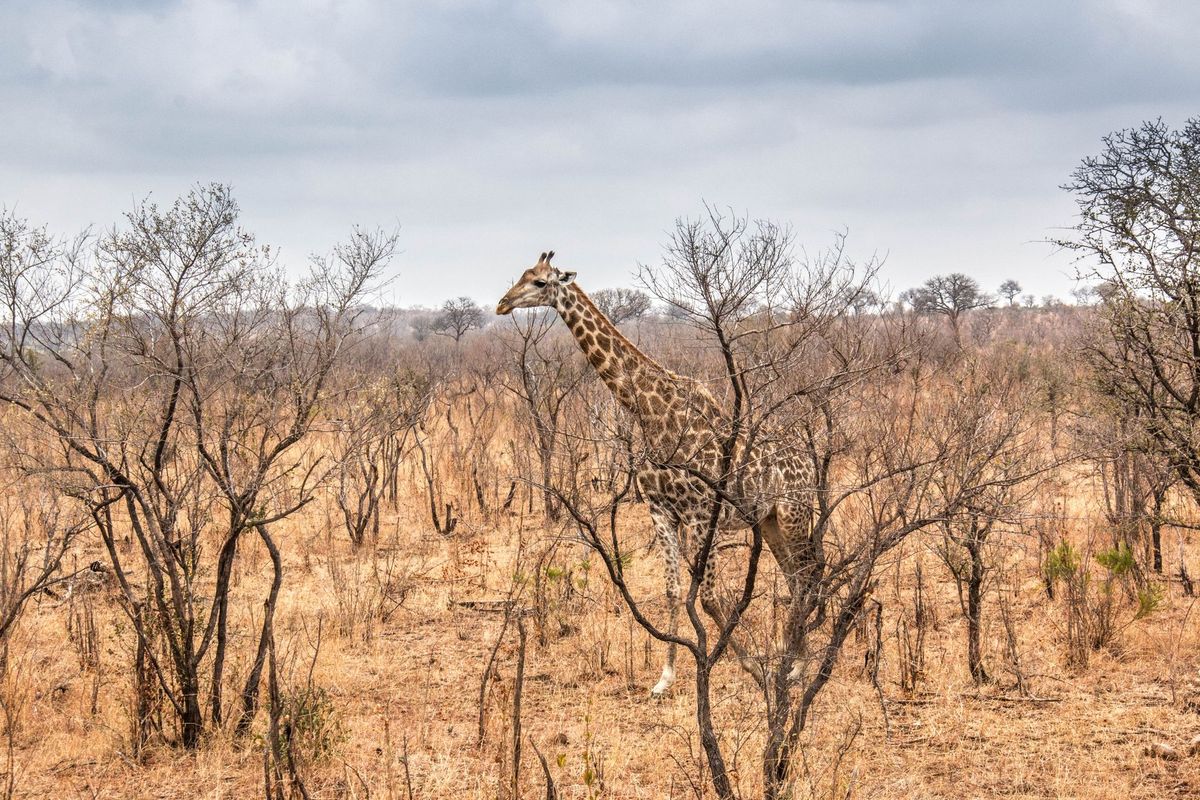 A giraffe moving through dry bush in Kruger National Park