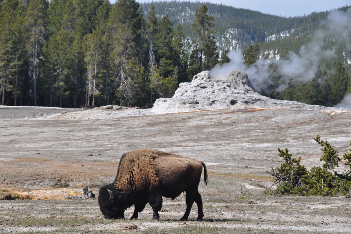Bison grazing near Castle Geyser, Upper Geyser Basin, Yellowstone